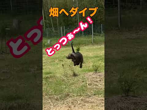 ピットブルとっつぁん畑にダイブ(YouTube)