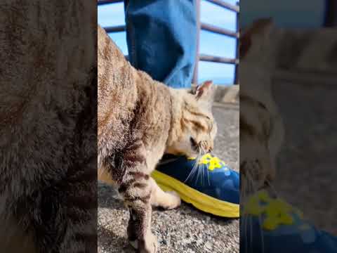 猫島の猫居住地区の一番端が縄張りの猫ちゃん、ここまで人が滅多に来ないので人が来ると喜ぶ(YouTube)