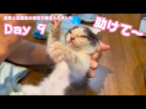 助けて〜‼️風邪と真菌症の保護子猫受入れました  Day 9  2024 05 28 2  助けて～～(YouTube)