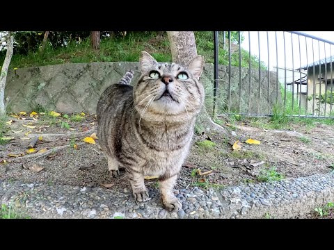 太ったキジトラ猫が親友の茶トラ猫にフラれて一人でお散歩に出かける(YouTube)
