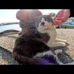漁港で現場猫をモフっていたらタキシード猫も寄って来た(YouTube)