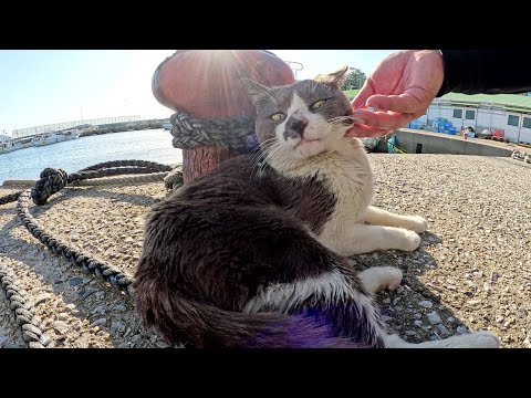 漁港で現場猫をモフっていたらタキシード猫も寄って来た(YouTube)