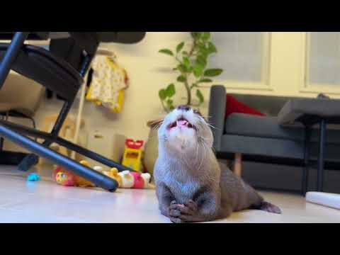 ジャーキースティックとそれにそっくりなニンジンスティックをカワウソに同時にあげてみた！  I gave the otter a carrot that looked like jerky!(YouTube)
