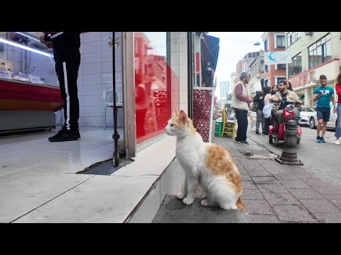 街の肉屋さんに吸い込まれていく猫たち(YouTube)