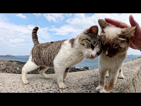 キジシロ猫が乱入してくると、甘えん坊のシャム猫が遠慮してしまった(YouTube)