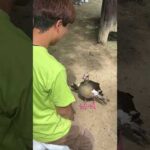飼育員の会話に付き合うエジプトガンのエジプー　 #動物 #エジプトガン #飼育員(YouTube)