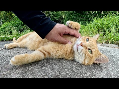 可愛い猫達が涼しい日陰でお腹を出してリラックスする(YouTube)