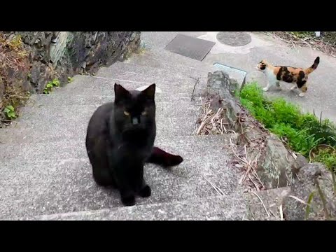 漁港の町の路地裏を歩くと猫がちょくちょく出てきて楽しい(YouTube)