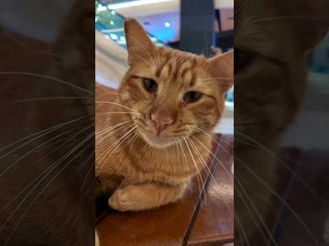 ショッピングモールのベンチに座っていた茶トラ猫「撮るなよ!」(YouTube)