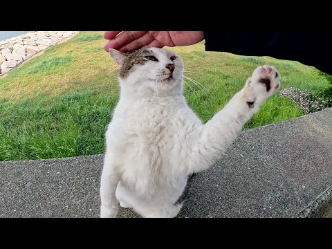 水玉模様の猫が立ち上がって「もっとモフって！」と要求してきた(YouTube)
