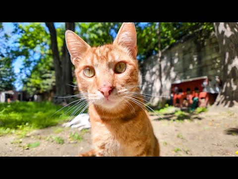 モスクの敷地内にある猫ハウスに行ってみると猫たちがノンビリ寛いでいた(YouTube)
