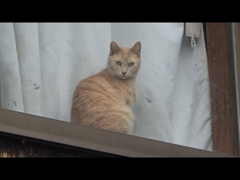 【撮影事故】庭で起こる情報過多の弊害(YouTube)