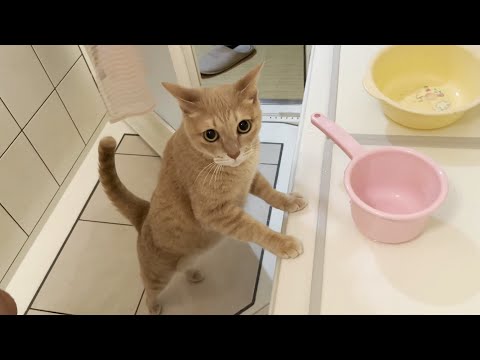 たまにはお父さんと一緒にお風呂に入ろうかなって思う猫(YouTube)