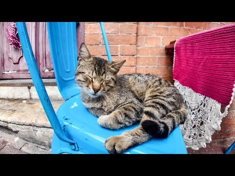 オシャレなカフェの外の席は大体猫と相席(YouTube)