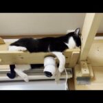 暑い季節の始まりを教えてくれる猫のくつろぎ方がこちらです(YouTube)
