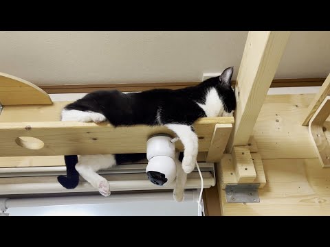 暑い季節の始まりを教えてくれる猫のくつろぎ方がこちらです(YouTube)