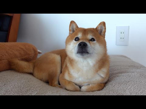 柴犬ハチ、子猫への対応が親分。(YouTube)