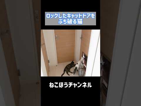 ロックしてあるキャットドアを突破する猫 #shorts(YouTube)