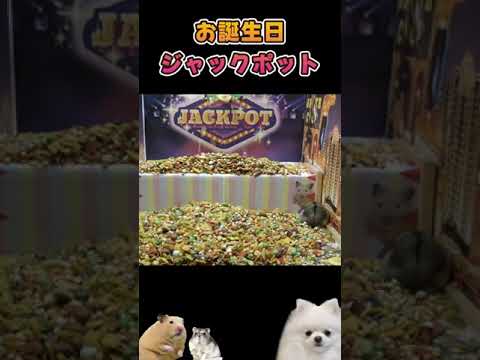 誕生日なので贅沢させてみた【ハムスター】 #ハムスター(YouTube)