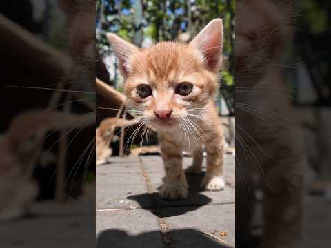 子猫「ニャンだコレ?」(YouTube)
