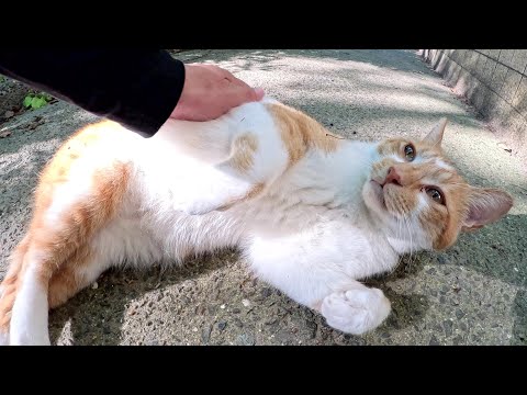 鼻息があらい茶シロ猫が人間の前で転げ回って甘えてきた(YouTube)