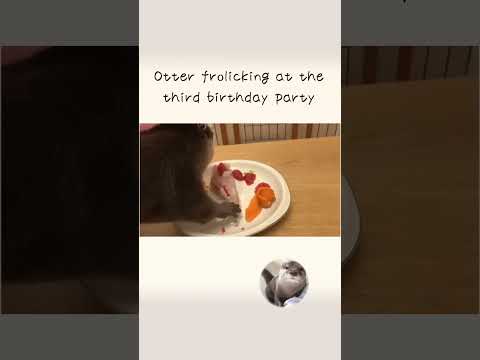 Otter frolicking at the third birthday party !!(YouTube)