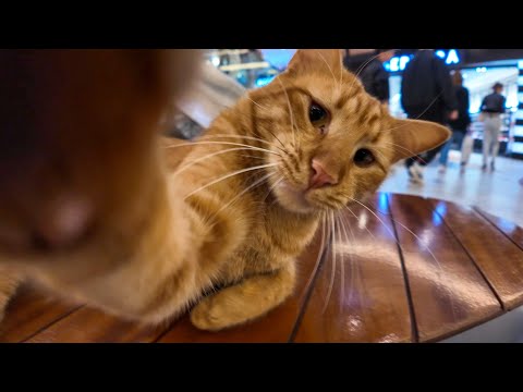 ショッピングモールのベンチに座っていた茶トラ猫「撮るなよ!」(YouTube)