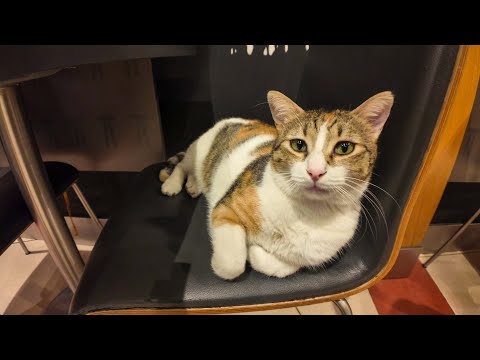 ショッピングモールのフードコートの猫ちゃんたち不思議と食べ物をねだったりしませんね(YouTube)