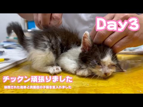 3日間チックン頑張りました  保護された風邪と真菌症の子猫を受入れました  Day3  2024 05 22 2(YouTube)