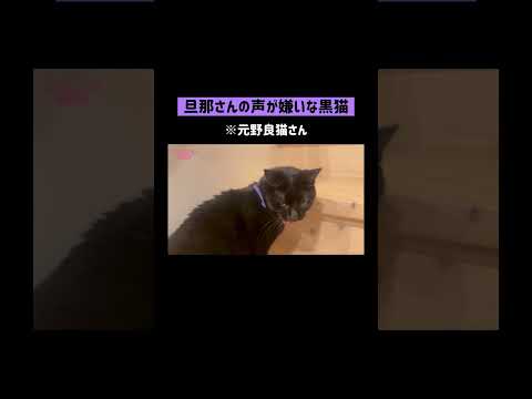 旦那が嫌いな元野良猫黒猫#shorts(YouTube)