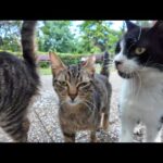 イスタンブールの公園で猫の集会に参加してきた(YouTube)
