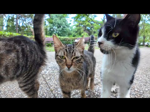 イスタンブールの公園で猫の集会に参加してきた(YouTube)