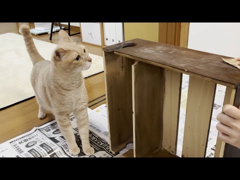 「いい加減その音に慣れたら」と思う猫(YouTube)