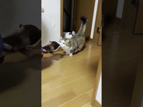 なぜかぬいぐるみを疑う猫(YouTube)