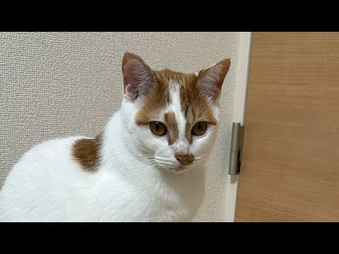 お昼の猫配信🐱（縦配信）(YouTube)