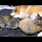 天然で甘え上手な子ども猫は先輩猫に甘えてると思ったら…(YouTube)