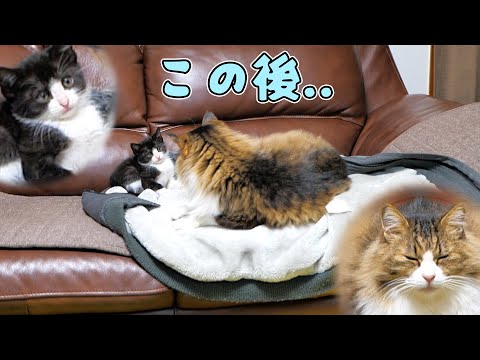弱者に優しい真のボス猫は男の中の男‼【仲良し子猫姉妹の成長記録】(YouTube)
