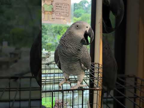お喋りピーちゃん Talking parrot #parrot #インコ #お喋り #animals #動物 #動物園 #ヨウム #grayparrot(YouTube)
