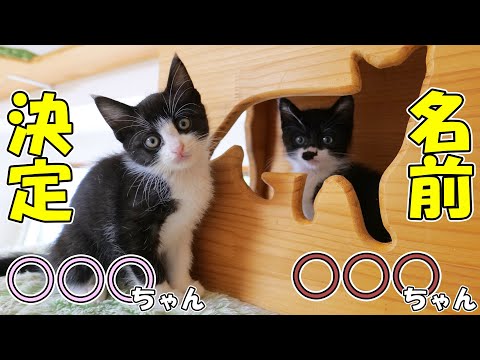 黒鼻ちゃん、白鼻ちゃんの正式な名前がようやく決まりました🐈🐈【仲良し子猫姉妹の成長記録】(YouTube)