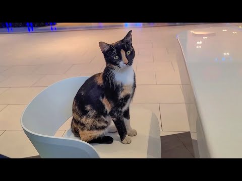 ショッピングモールのフードコートで動画投稿していたら三毛猫ちゃんが手伝いにきてくれた(YouTube)