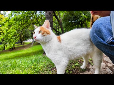 公園を歩いていると駆け寄ってきた猫が犬みたいだった(YouTube)