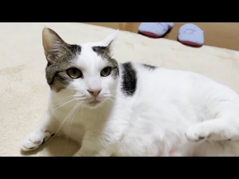 豆大福がこの顔になった時は要注意です！(YouTube)