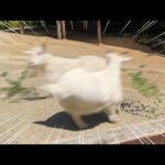 10秒前まで爆睡してたヤギがこうなるまで(YouTube)
