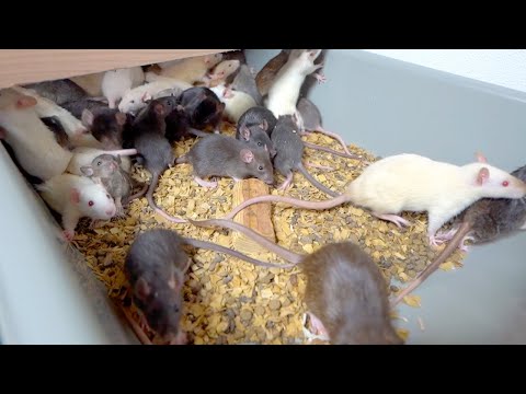 貴重な活ラットを蛇に召し上がっていただく(YouTube)