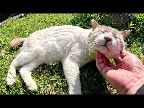 一度は逃げようとしたシャム猫が思いとどまってモフらせてくれた(YouTube)