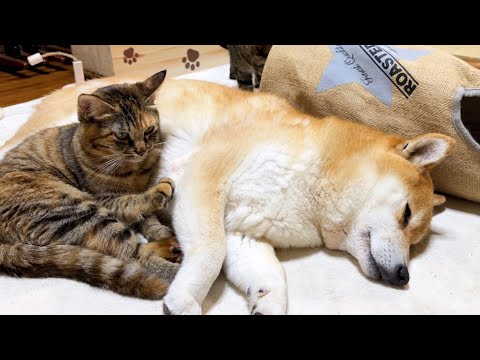 柴犬が好きすぎる子ども猫たちはいつでも柴犬に甘えられるタイミングをみています！(YouTube)