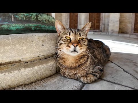 イスタンブールには至るところにモスクがあります。そしてモスクには大体猫がいます(YouTube)