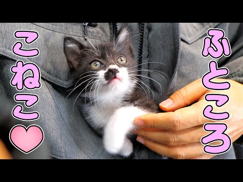 懐インした甘えん坊のあずきが可愛すぎた🐈💕【仲良し子猫姉妹の成長記録】(YouTube)