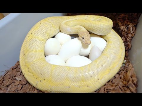 期待のメス蛇が卵を産んでくれました(YouTube)