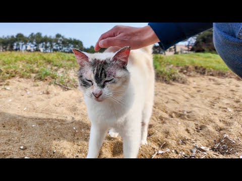 いつも一人ボッチの防波堤の猫ちゃん撫でると喜んで足元に擦り寄ってきた(YouTube)